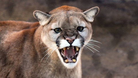 Capta pelea entre dos puma en Belmont, California