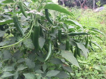 Continuarán los apoyos para el campo, en espera de las reglas de operación