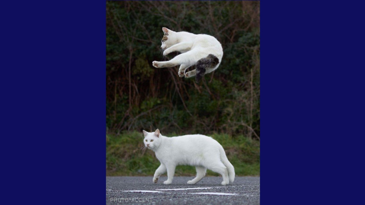 Estos gatos no son ninjas, pero lo parecen