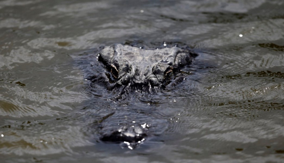 Pocas pruebas de presencia de caimanes: PC