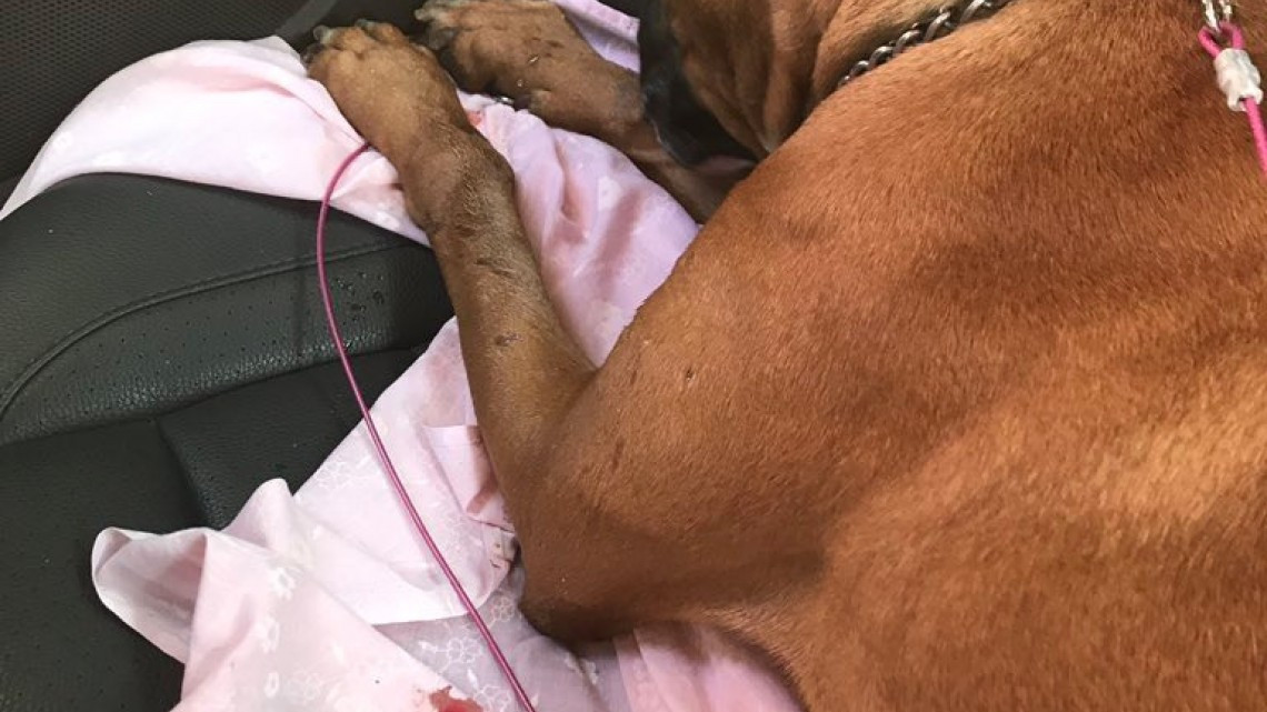 Rescatan a perro de escombros que dejó el sismo 