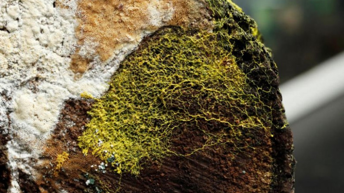 Presentan organismo con 720 sexos