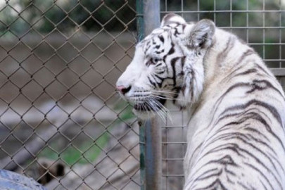 Tigre blanco ataca y mata a cuidador de zoológico en Japón