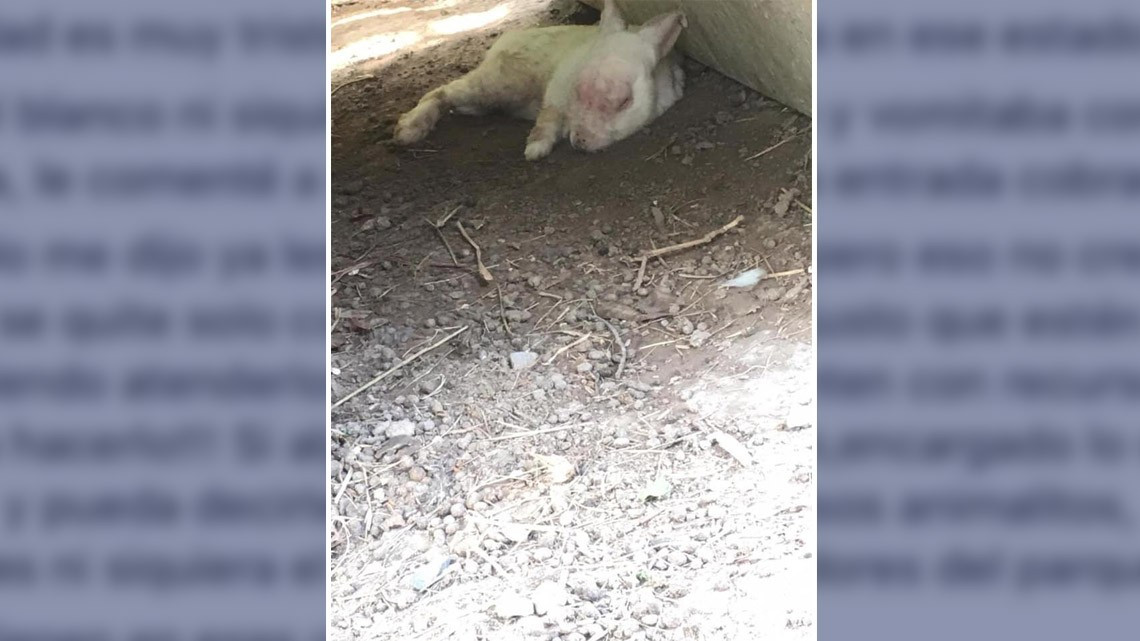 Denuncian a través de Facebook maltrato animal en el parque “Calmecac”