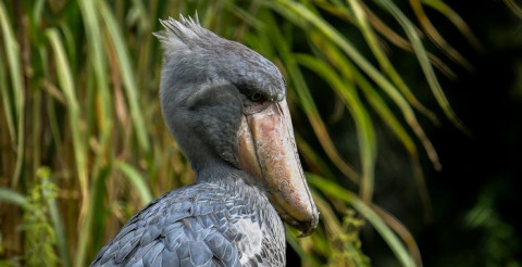 ¡De antología! Capturan cigüeña de pico de zapato
