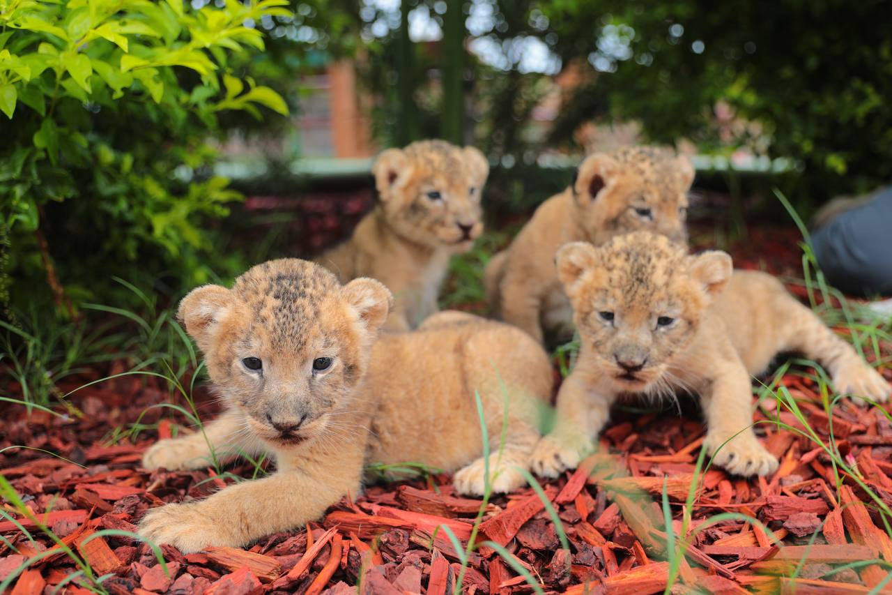 Mantienen buena salud cachorros de león, hipopótamo y llama nacidos en el zoológico de la ciudad