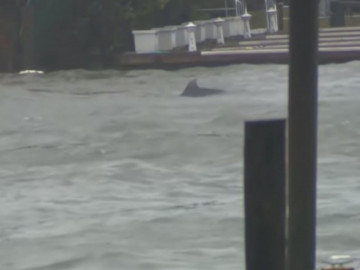 Captan delfines nadando en calles inundadas por "Florence"