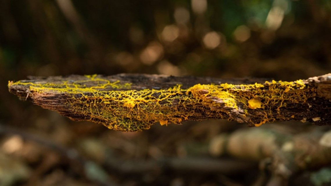 Presentan organismo con 720 sexos