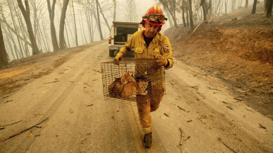 Las otras víctimas de los incendios en California