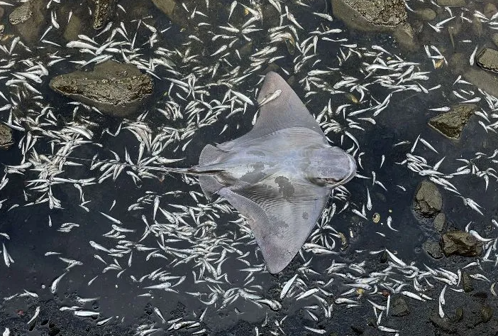 Tras marea roja, aparecen miles de peces muertos en bahía de San Francisco 