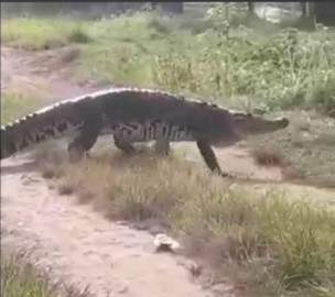 ¡Enorme! Cocodrilo camina tranquilo por las calles de Coatzacoalcos