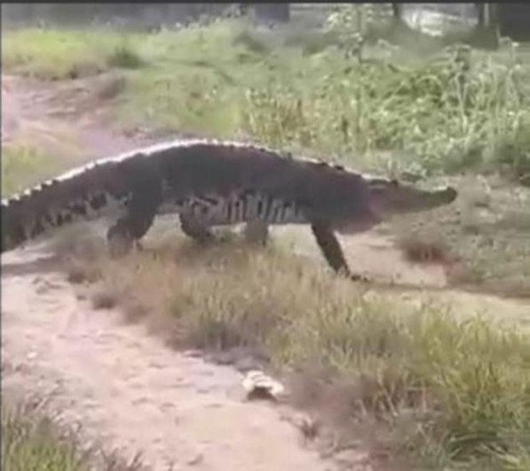 ¡Enorme! Cocodrilo camina tranquilo por las calles de Coatzacoalcos