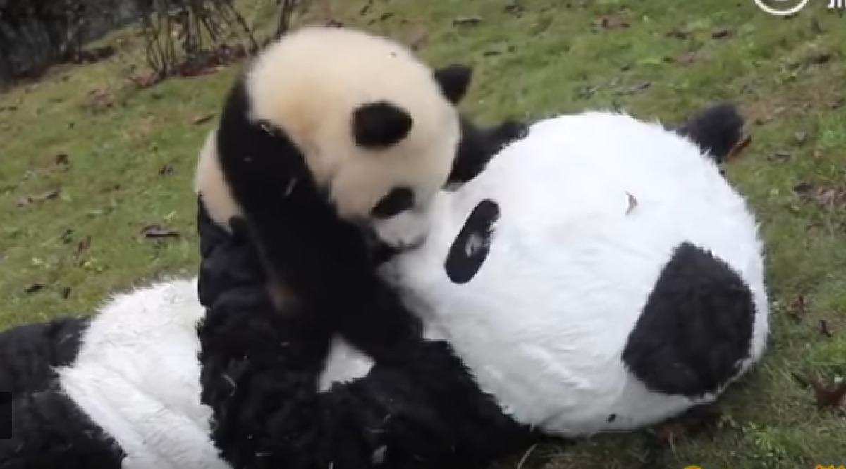 Se disfrazan para cuidar pandas bebes