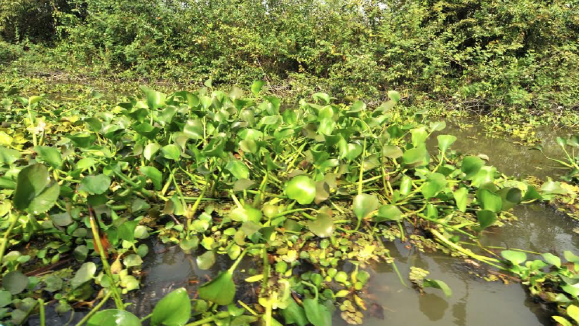 Gobierno de Tamaulipas celebra día de los Humedales y te invita a sumarte a su protección