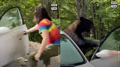 Enorme oso negro sale de un coche mientras el propietario le abre la puerta