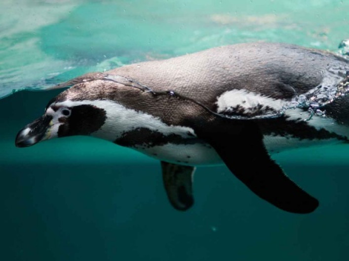 Descubren en la Antártida cráneo de pingüino gigante