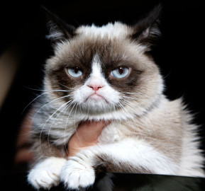 ¡Murió Grumpy Cat!