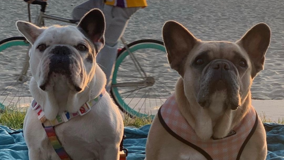 Recupera Lady Gaga a sus perros robados 