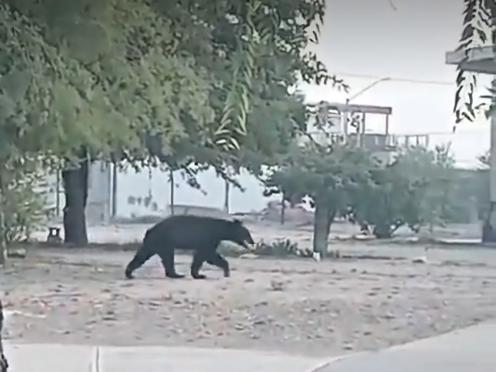 En Nuevo León: oso sale a buscar agua y refugio por calor 