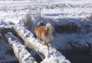 Perro falla al cruzar puente y se viraliza su video