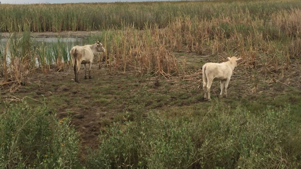 Sector ganadero reciente la sequía con la mortandad de reses y bajo precio de la carne