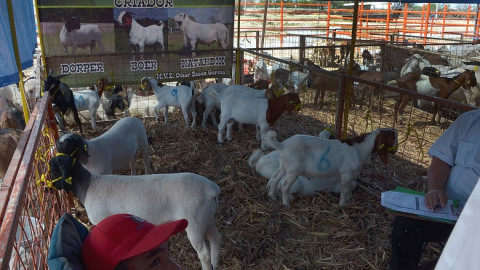 Destina Gobernador 36 mdp para mejoramiento de hatos de Tamaulipas