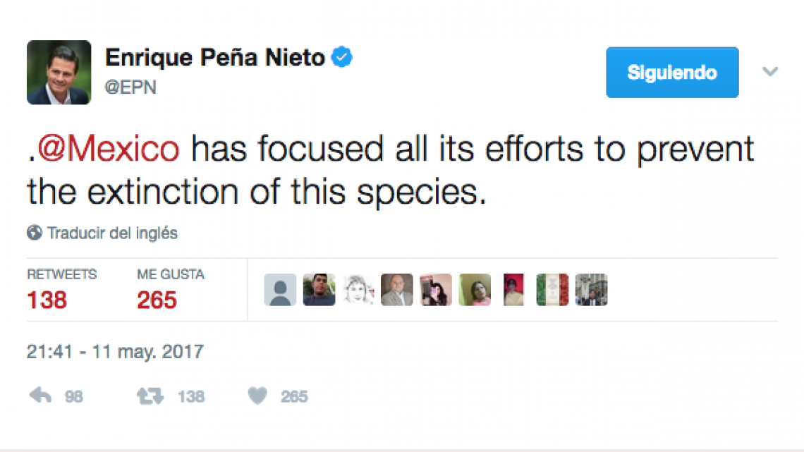 Responde EPN a Di Caprio sobre extinción de vaquita marina