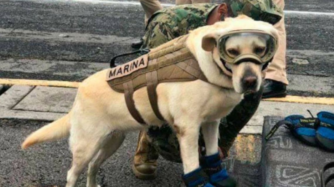 Conoce a Frida, una heroína de cuatro patas