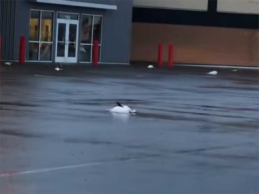 Lluvia ¡de gansos! en EU