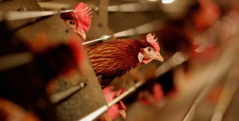 China registra primera muerte humana por gripe aviar H3N8