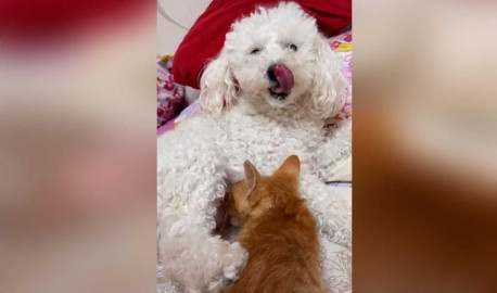 Perrita amamanta un gatito