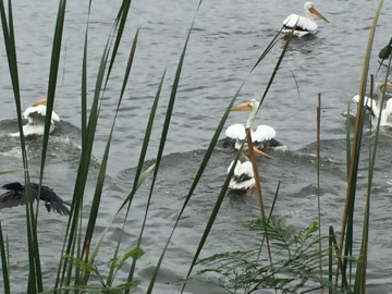 Arribo de aves migratorias ofrece espectáculo maravilloso en sur de Tamaulipas