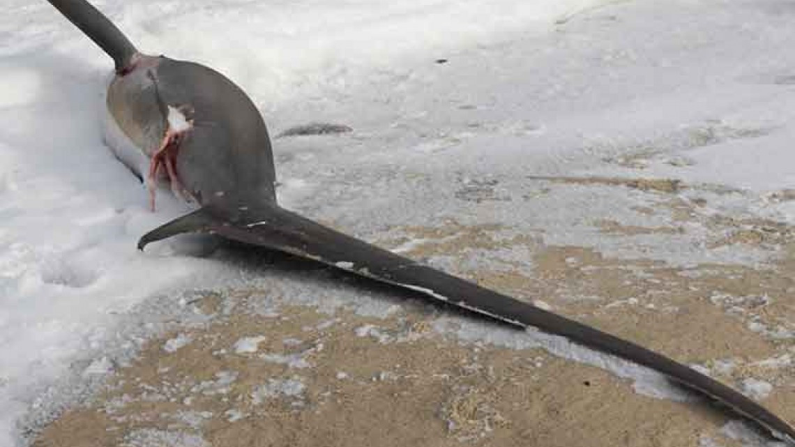 Tiburones mueren congelados en EU por frío