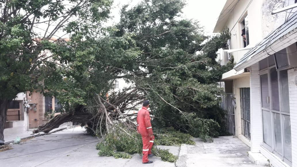 4 árboles caídos y 4 colonias sin luz, dejo el norte este lunes 