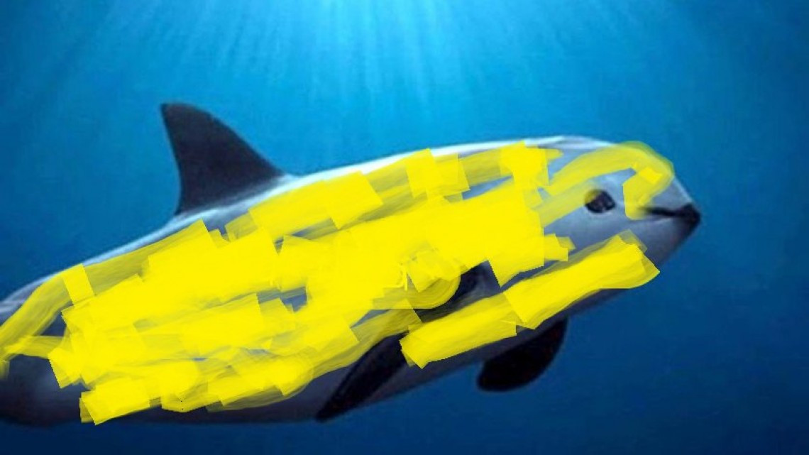 Sergio Mayer, preocupado por la "vaquita amarilla"