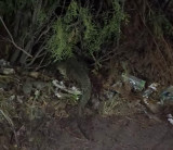 Avistamiento de cocodrilo en El Laguito moviliza a autoridades en Nuevo Laredo