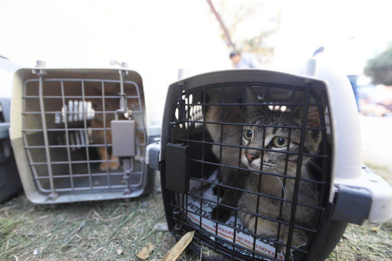 Siguen las acciones a favor de los animales; invita Gobierno Municipal a adoptar perros y gatos