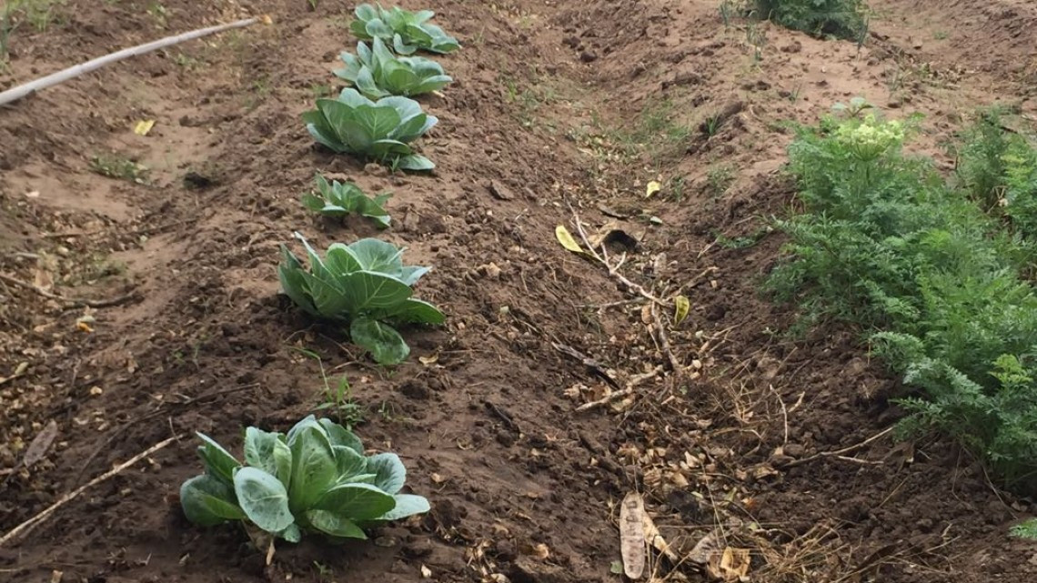 Inversionistas extranjeros interesados en la producción de hortalizas en Altamira.