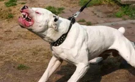 Liberan a dueño de pitbulls que mataron a niña