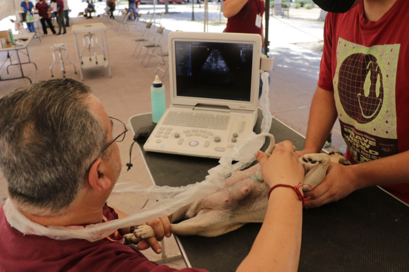 Acercan atenciones de salud para mascotas en la plaza Zaragoza 
