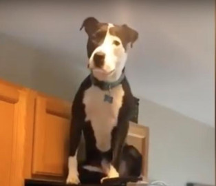 Él es Mako, el perro que se cree gato