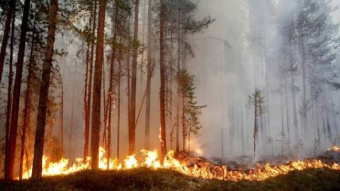 Combaten bomberos y voluntarios más de 50 incendios forestales en Suecia