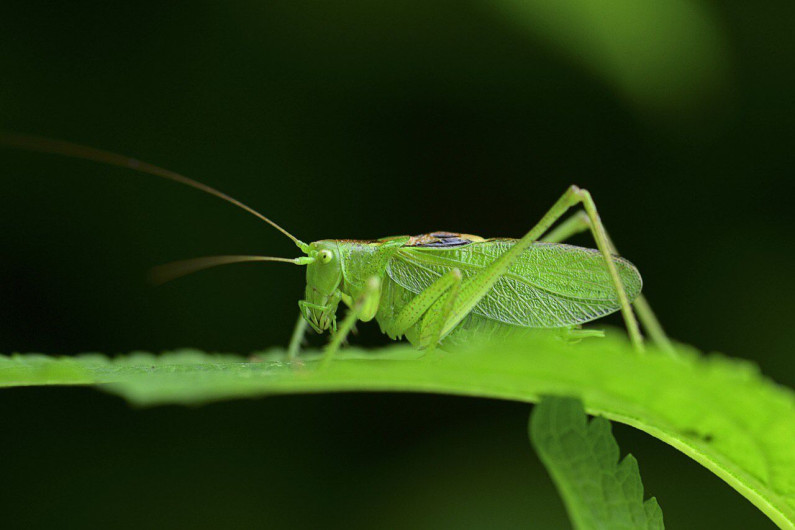 Invitan a sábados de “Amigos de Vuelo”, en el planetario “Dr. Ramiro Iglesias Leal”