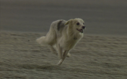 Perrito interrumpe prácticas del GP de Bahréin 