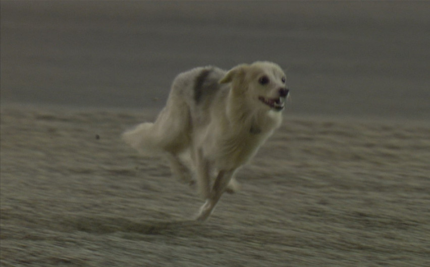 Perrito interrumpe prácticas del GP de Bahréin 