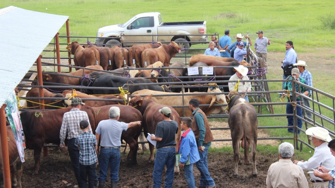 Ofrece Mejoramiento Genético Tam 2017 sementales de calidad