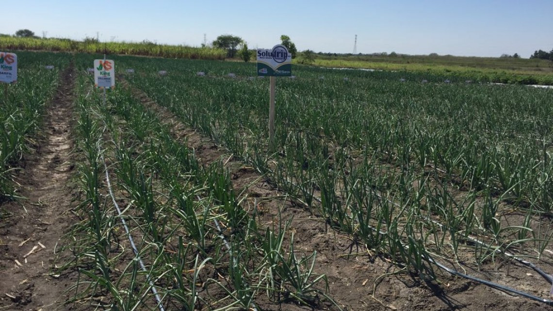 En proyecto la siembra de tilapia en el sistema lagunario