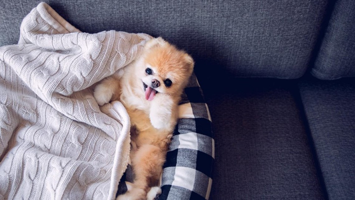 Adiós hermoso Boo, muere el perro más lindo del mundo