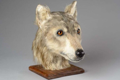 Así se veían los perritos hace más de 4 mil años