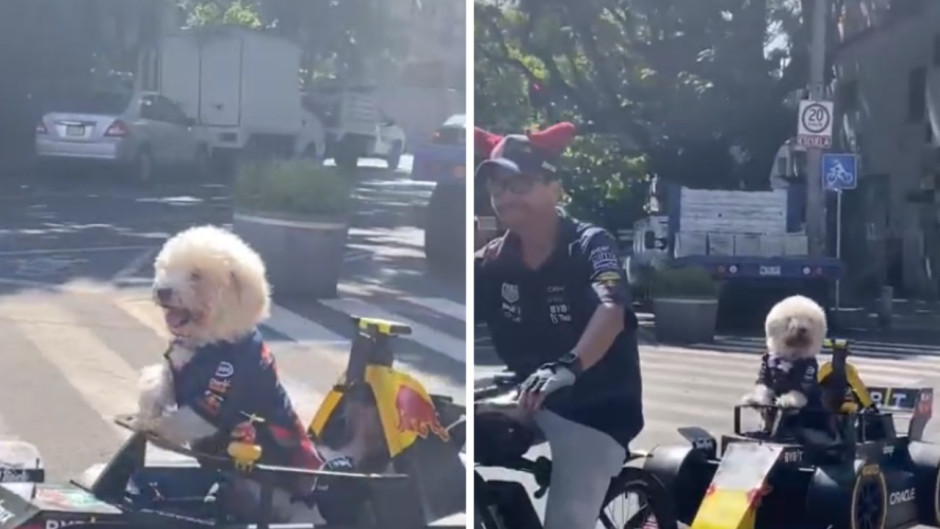 Perrito recorre la Ciudad de México vestido de piloto de la F1